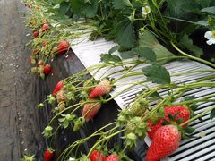 ����ƌ������I�Ƃ��Ă����̃C�`�S���H�̎ʐ^1