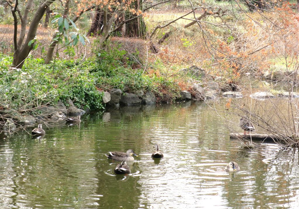 埼玉の公園 庭園ランキングtop10 じゃらんnet