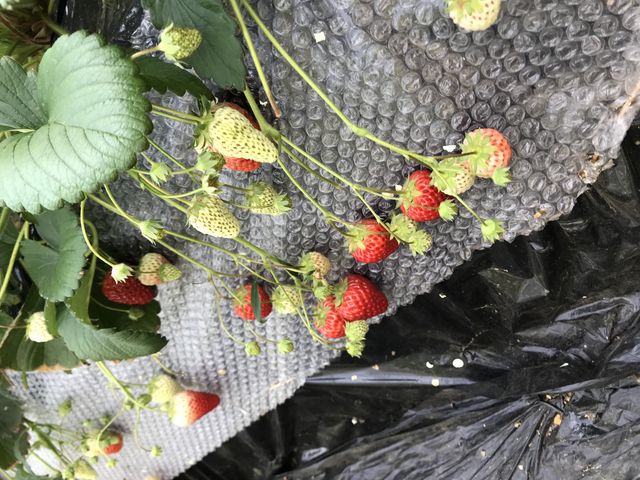 ������䕂΂���ł����B_�ÎR�_��