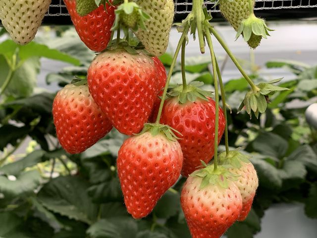 �^���ԂȃC�`�S����������I_��J�t�@�[��