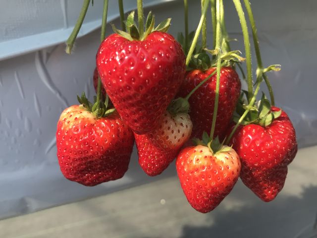 �^���Ԃȃ��C�����N�C�[��_STRAWBERRY GARDEN ROYAL