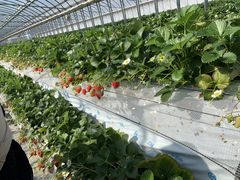 ǂ񂳂̏є_ւ̓eʐ^1