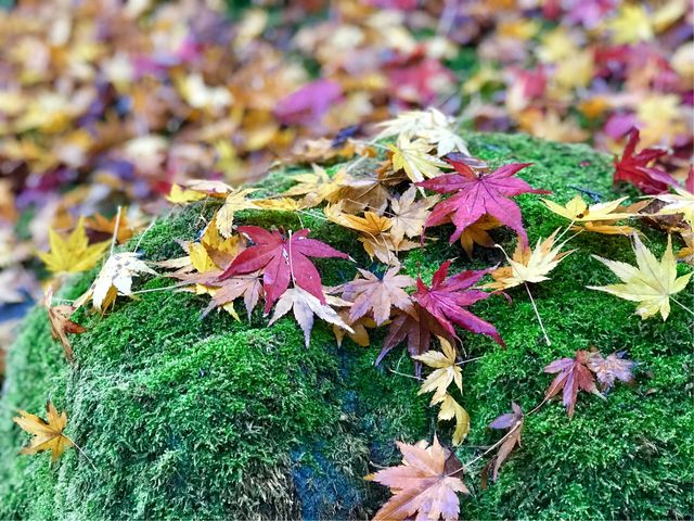 �y�뉀(�����@�j�z���Ԍ�����J�̕����뉀_�뉀(�����@�j