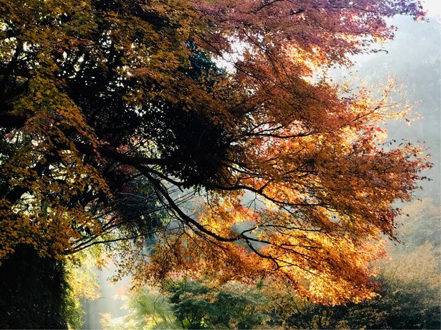 �y�뉀(�����@�j�z���Ԍ�����J�̕����뉀_�뉀(�����@�j