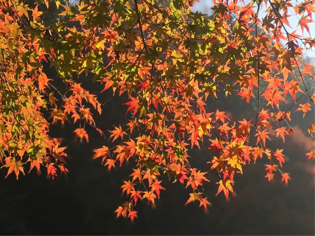 �y�뉀(�����@�j�z���Ԍ�����J�̕����뉀_�뉀(�����@�j