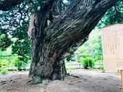 �߂̂�����̃r���N�V���̌Ö�(�������j�̓��e�ʐ^2