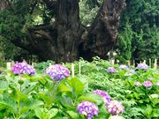 �߂̂�����̃r���N�V���̌Ö�(�������j�̓��e�ʐ^3