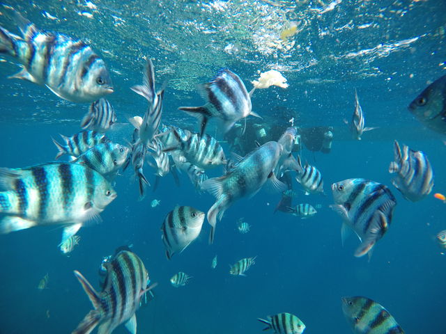 ʂ̋BBGoProŎBe_sN}[Ch