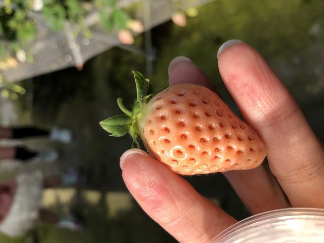 �ق�̂�s���N�̒W��I_�}���삢�����_��