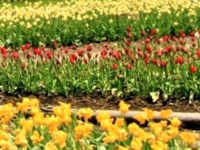 �V��̃`���[���b�v����ړI��_�f�����������i�����ρj