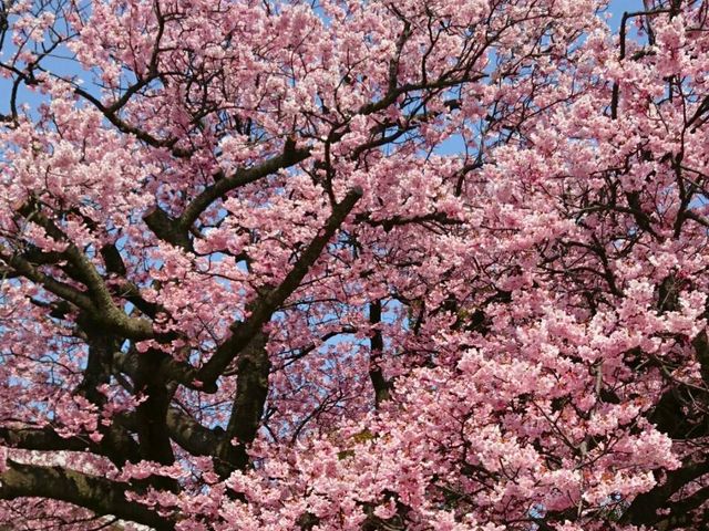 ����_�h�{�s�����̊���