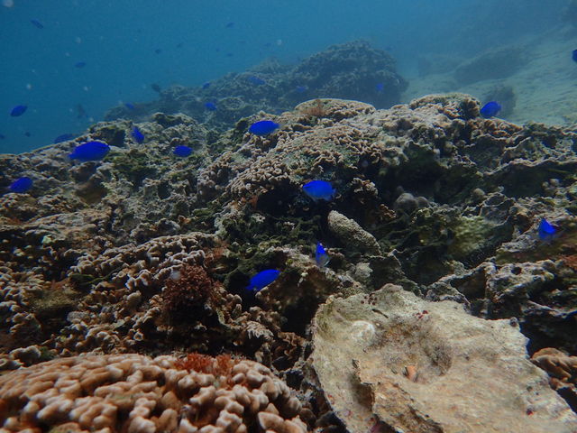 ����̊C_�_�C�r���O�V���b�v�@SeaFree