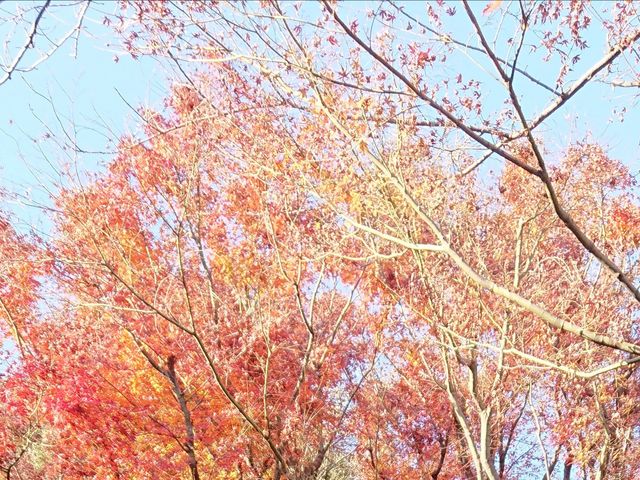 �g�t���Y��ł���_���F��