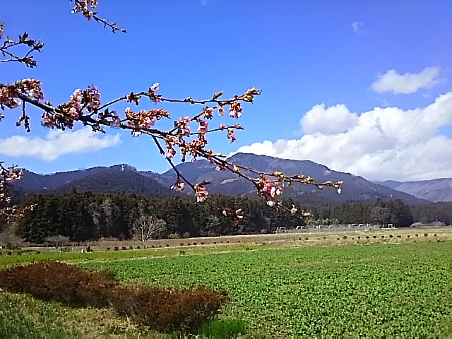 ���ӂ̌i�F�ɖ�����܂���_���̉w ���̍������΂�