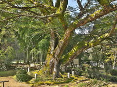 sklfhさんの大舟寺のカヤの木の投稿写真1