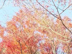 �낱����̔��F���ւ̓��e�ʐ^1