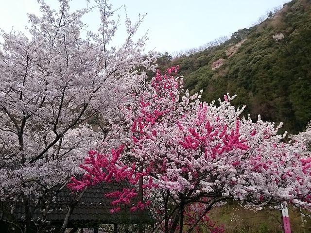 񂿂񂳂̖؂̉ԃKêXg̓eʐ^1