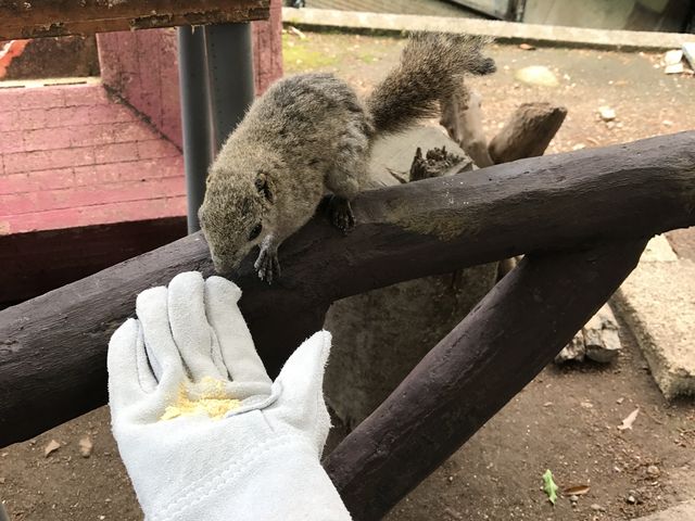 ���X�̉a���_���؎R���X��