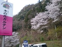 񂿂񂳂̖؂̉ԃKeւ̓eʐ^1