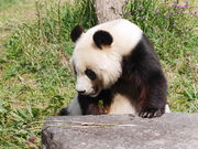 panchan̐_ˎsq p_vU̓eʐ^1