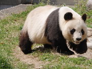 panchan̐_ˎsq p_vU̓eʐ^3