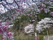 񂿂񂳂̖؂̉ԃKe RX̓eʐ^1