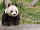 panchanさんの神戸市立王子動物園 パンダプラザへの投稿写真3