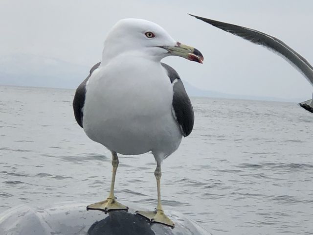 �D�ɃJ���������Ă���܂����B_���M�̓��A�N���[�Y