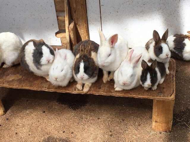 �����Ƃ̐G�ꍇ��_�����@�Ԃ��������