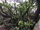poporonさんの室戸岬亜熱帯性樹林及び海岸植物群落の投稿写真2