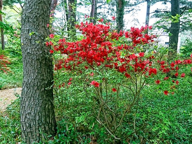 �ƂĂ��Y��_���c�Ђ����C�l����