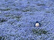 panchan̑܂܃V[TChp[N̓eʐ^4