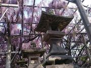 񂿂񂳂̎Rcg_Ђ̓eʐ^1