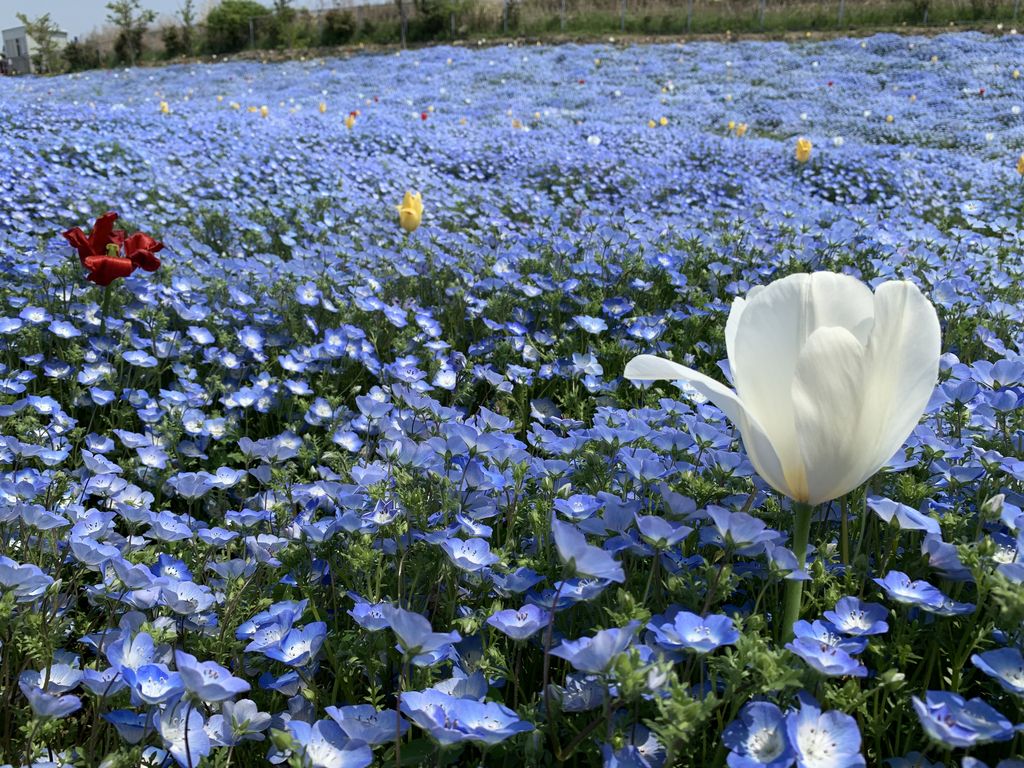 全国のネモフィラ名所おすすめ17選 美しすぎる青い花絶景 見頃情報も じゃらんニュース