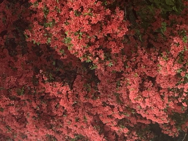 ツツジの原木_高良山