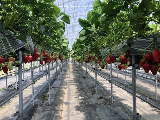 �C�`�S�������ρ`��_�����L�_��