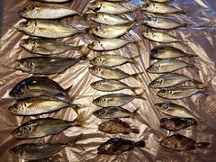 �݁[����񂳂�̉H�c�ޑD�`���ۂւ̓��e�ʐ^1