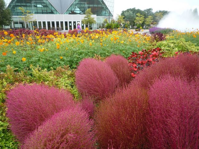 �H�̃R�L�A�̍g�t�̍��B���R���R�����ł��I(2017�N)_�t�����[�p�[�N�]��