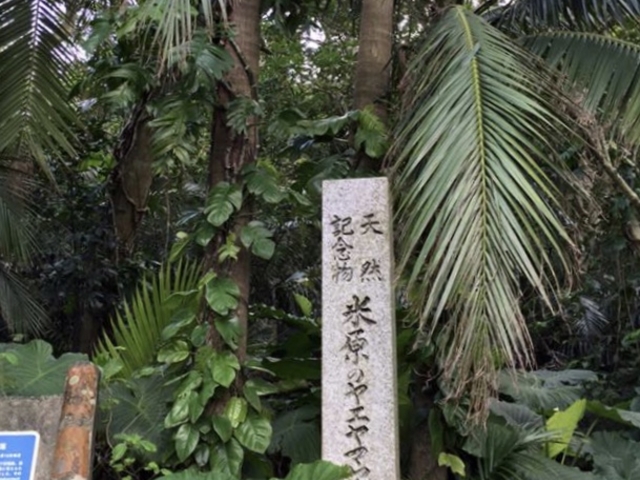 �Č��̃��G���}���V�Q��_�Č��̃��G���}���V�Q��