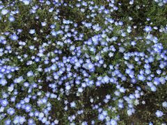 ɂ񂳂̍cЂClւ̓eʐ^1