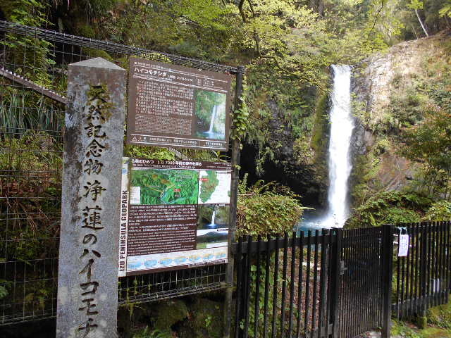 �g�V���[����̃n�C�R���`�V�_�̌Q���̓��e�ʐ^1