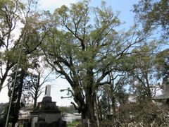 ������񂳂�̏��k�̃N�X�ւ̓��e�ʐ^1