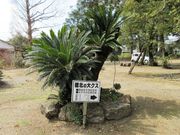 ������񂳂�̏��k�̃N�X�̓��e�ʐ^2