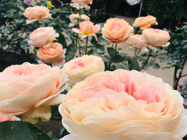 �y�����t���[�����K�[�f���A���W�F�z��ւ��K�N�����J_�����t���[�����K�[�f���A���W�F