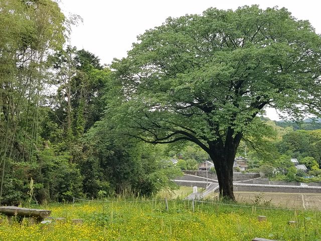 ������_���O�[�����[�V���O