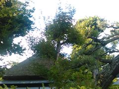 �L���^�J����̋���c�ƏZ��ւ̓��e�ʐ^1