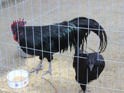 ����������̎��h����{�ʑc�_�Ђ̓��e�ʐ^3