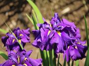 jkammy07̐サ傤Ԍ̓eʐ^12