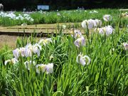 jkammy07̐サ傤Ԍ̓eʐ^8