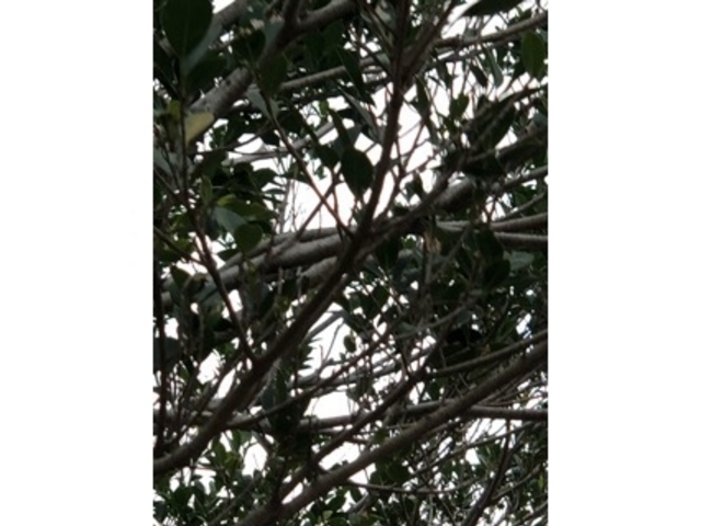 �؁X_�ڗ����@